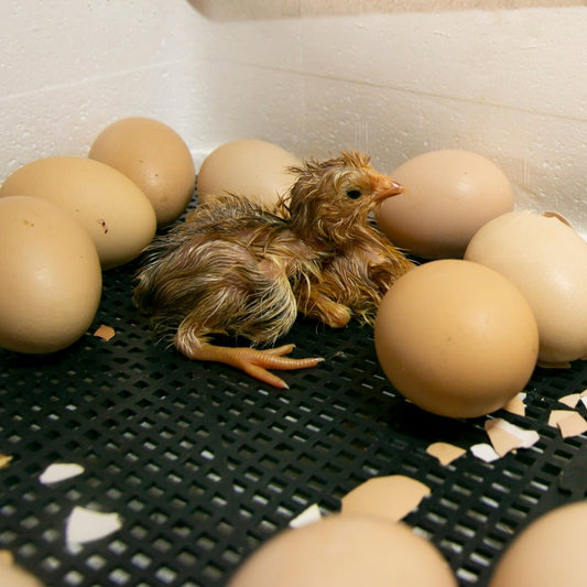 Guide pratique pour l'incubation des œufs à la maison - Ma Poule Express