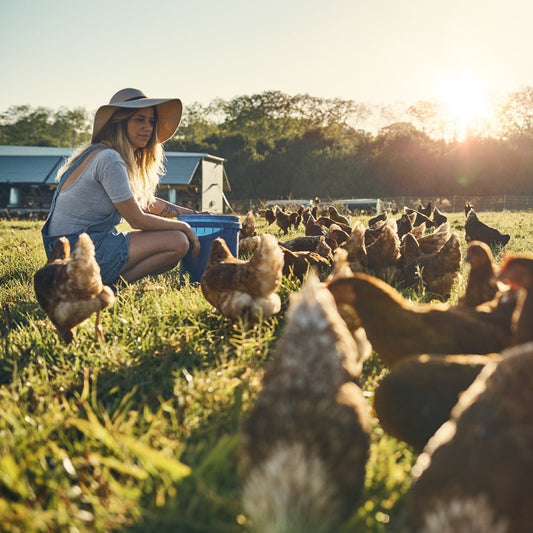 L'éveil printanier des poules urbaines : préparation et soins pour une saison réussie - Ma Poule Express