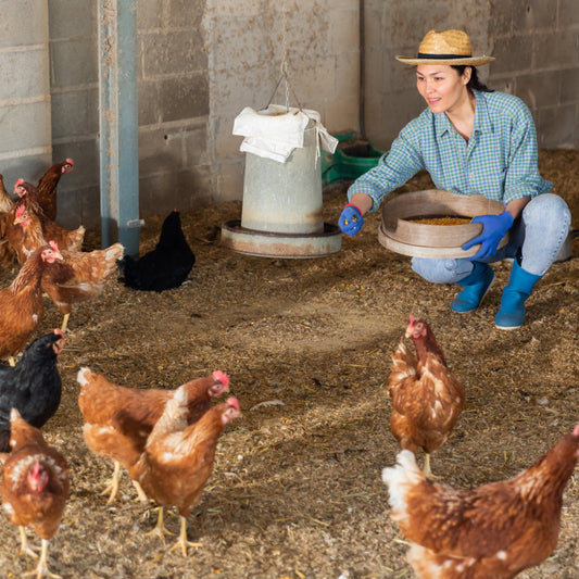 Pourquoi vous devriez nourrir vos poules avec des vers de farine - Ma Poule Express