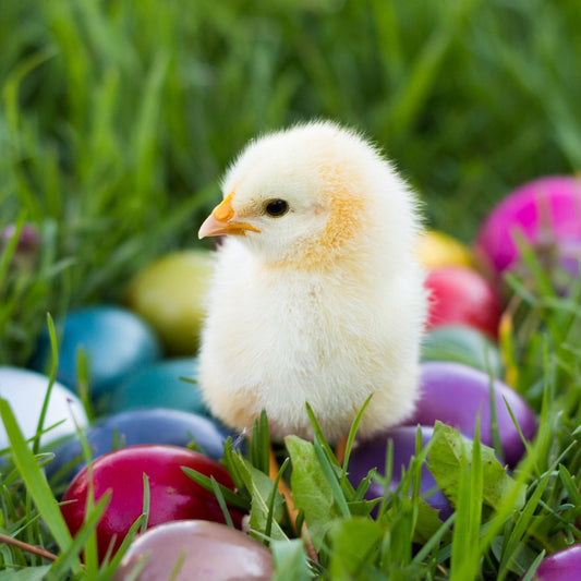 Un poussin pour Pâques ? NON - Ma Poule Express