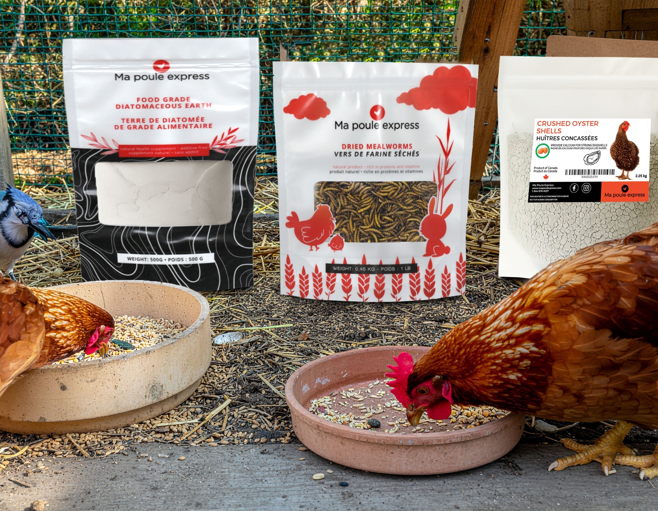 Insectes, Gâteries & Grains - Ma Poule Express