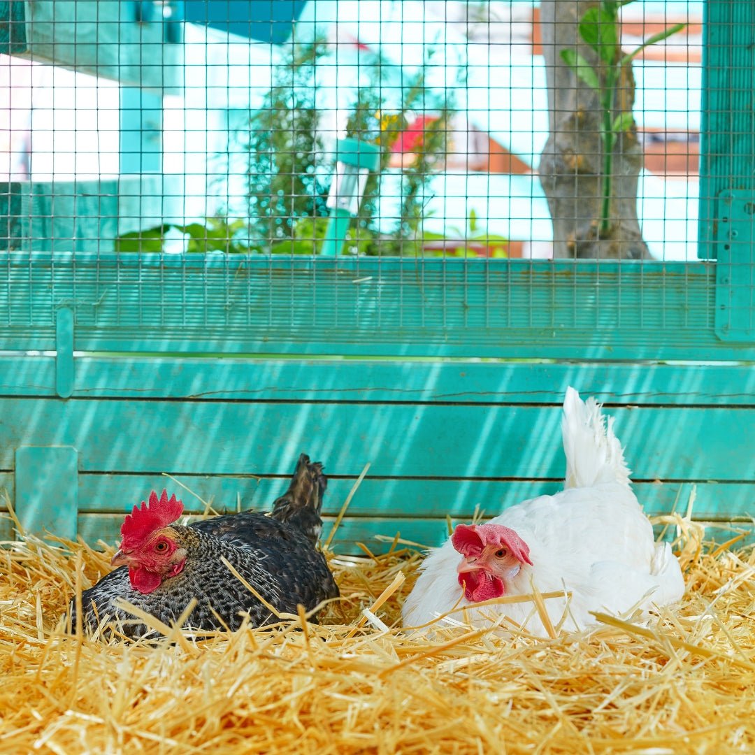 Nouveautés - Ma Poule Express