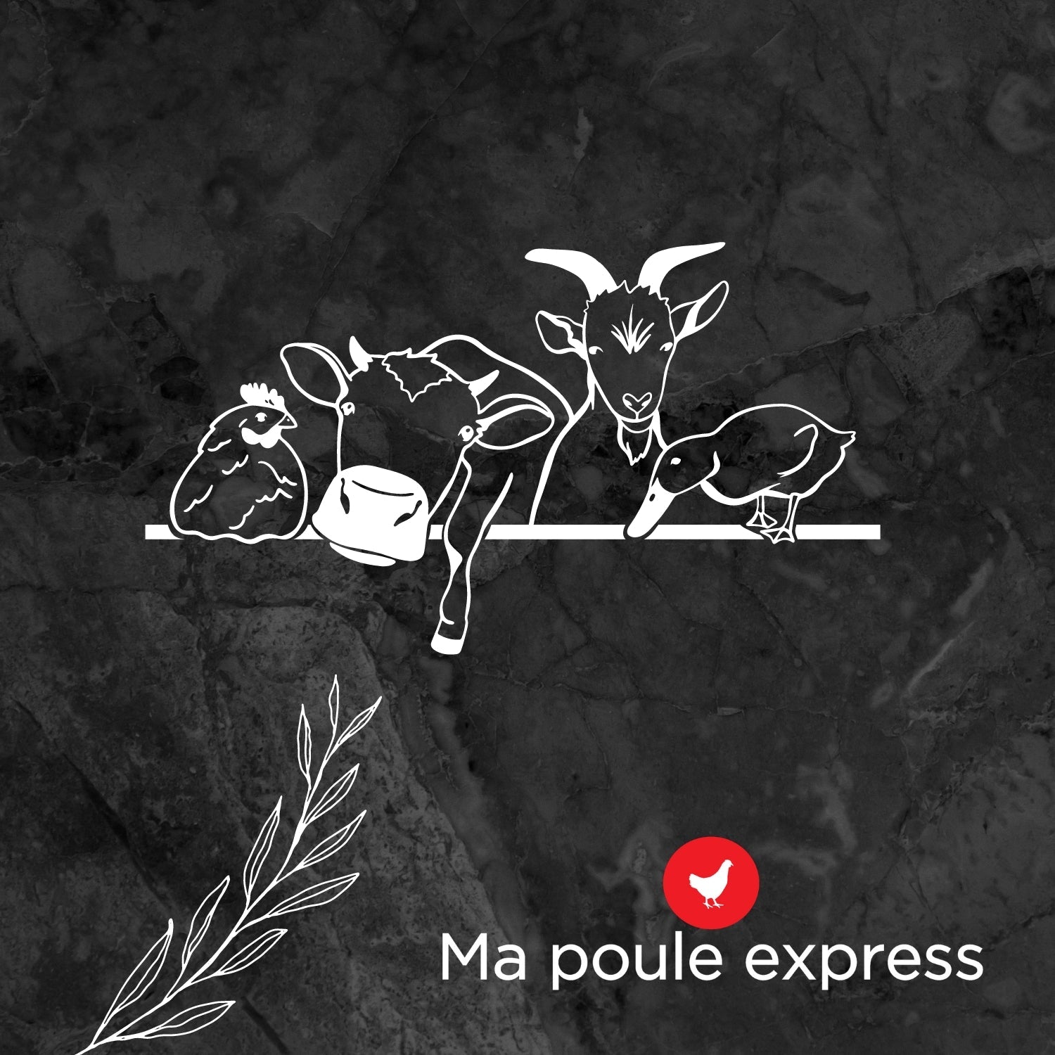 Mélange Toutes Saisons - Ma Poule Express