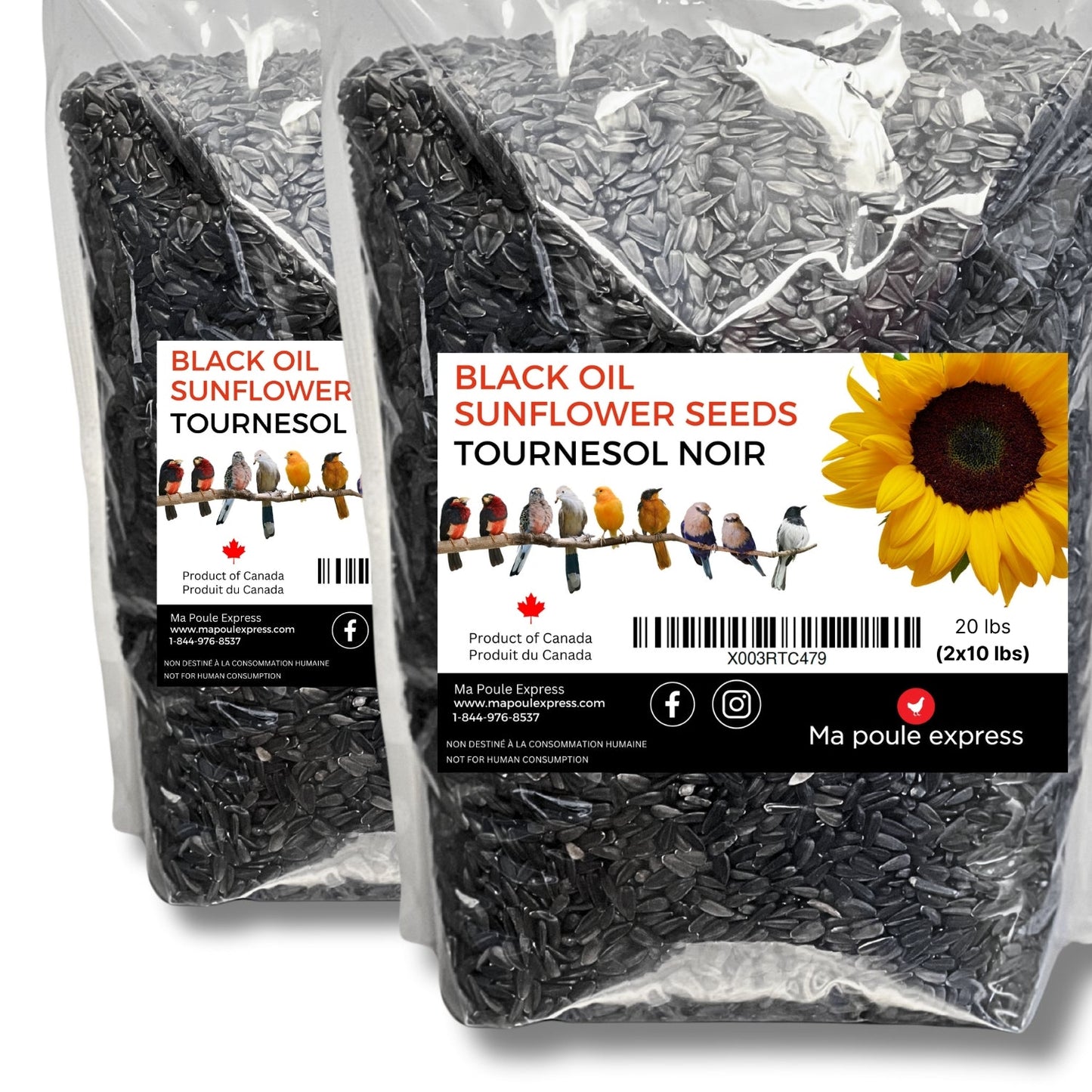 Tournesol noir - Ma Poule Express