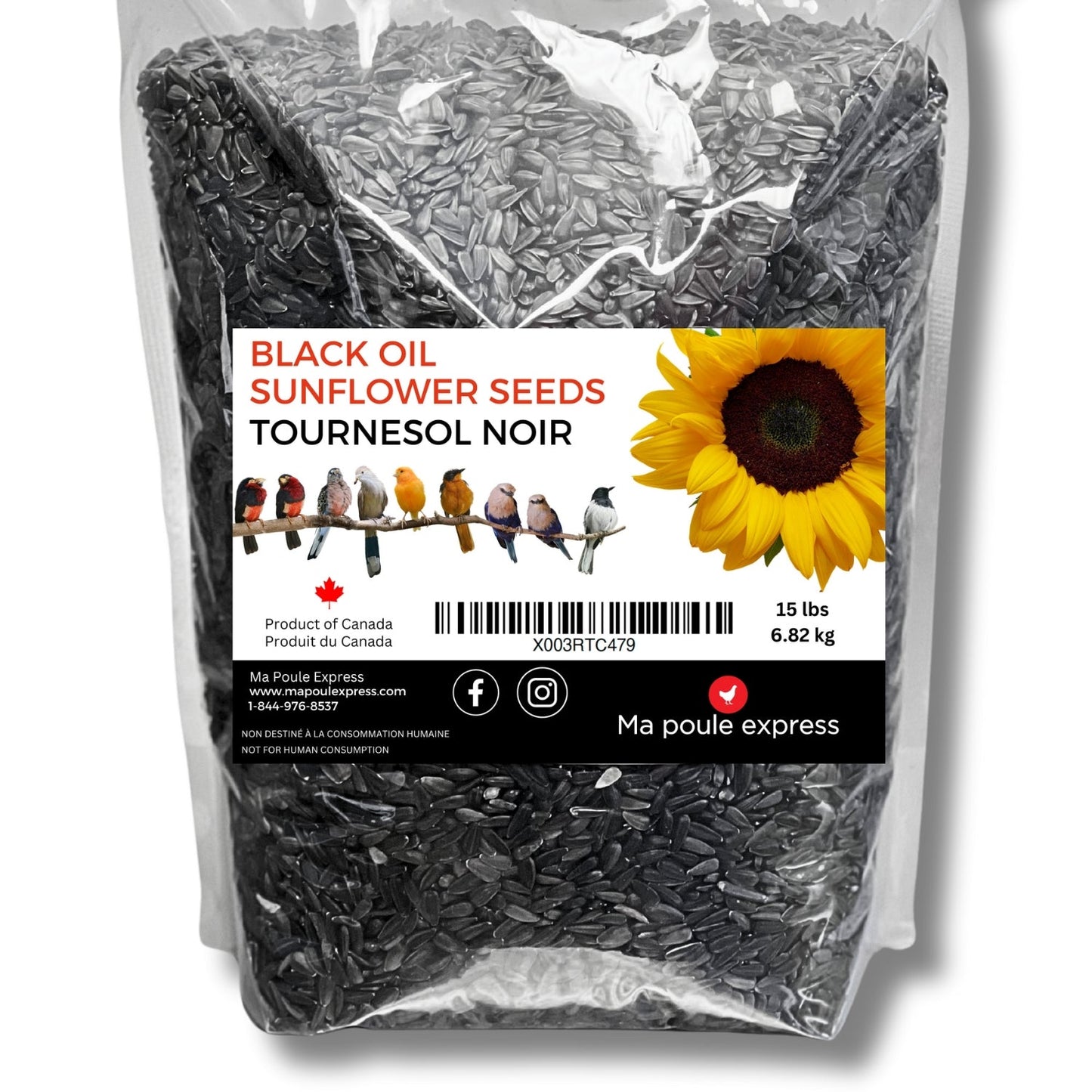 Tournesol noir - Ma Poule Express