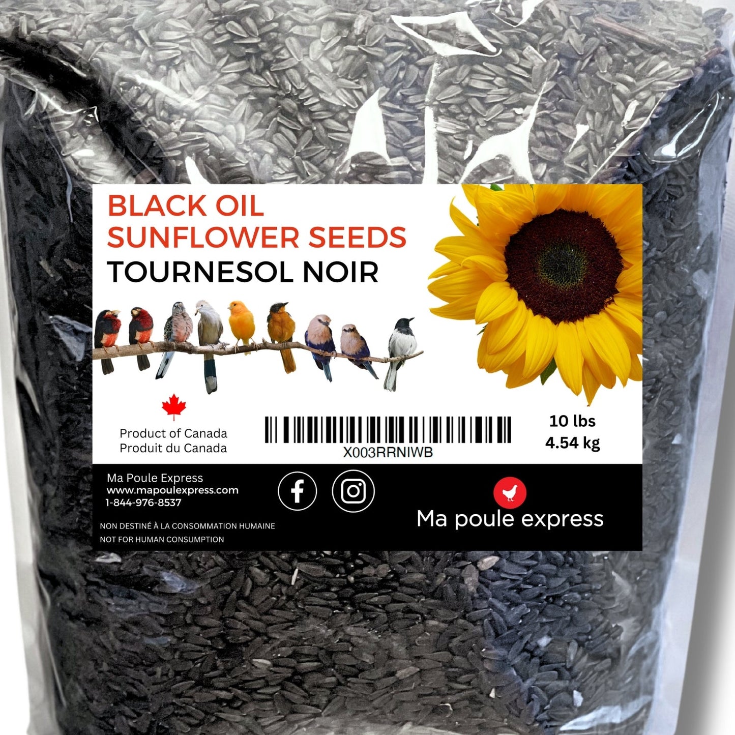 Tournesol noir - Ma Poule Express