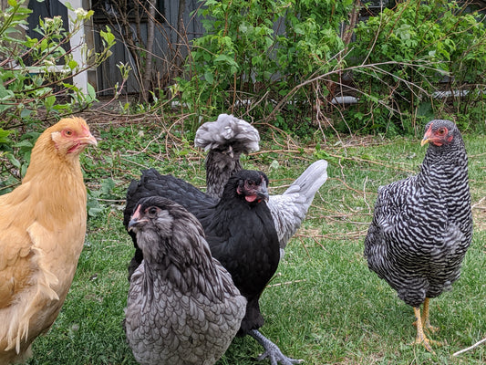 Acheter des poules pondeuses de race au Québec : Liste des éleveurs et conseils - Ma Poule Express