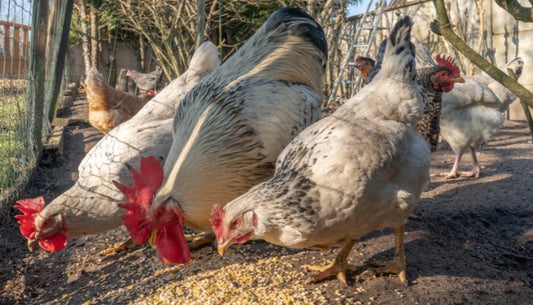 Des bonbons pour vos volailles ! - Ma Poule Express