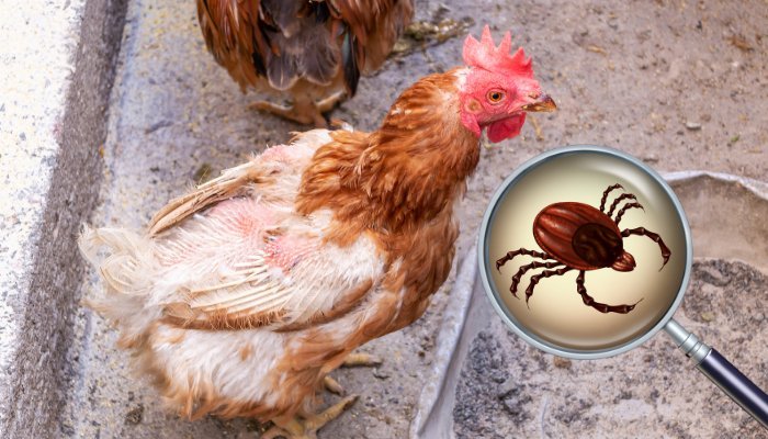 Éliminer les Poux Rouges chez les Poules : Prévention et Traitement ...