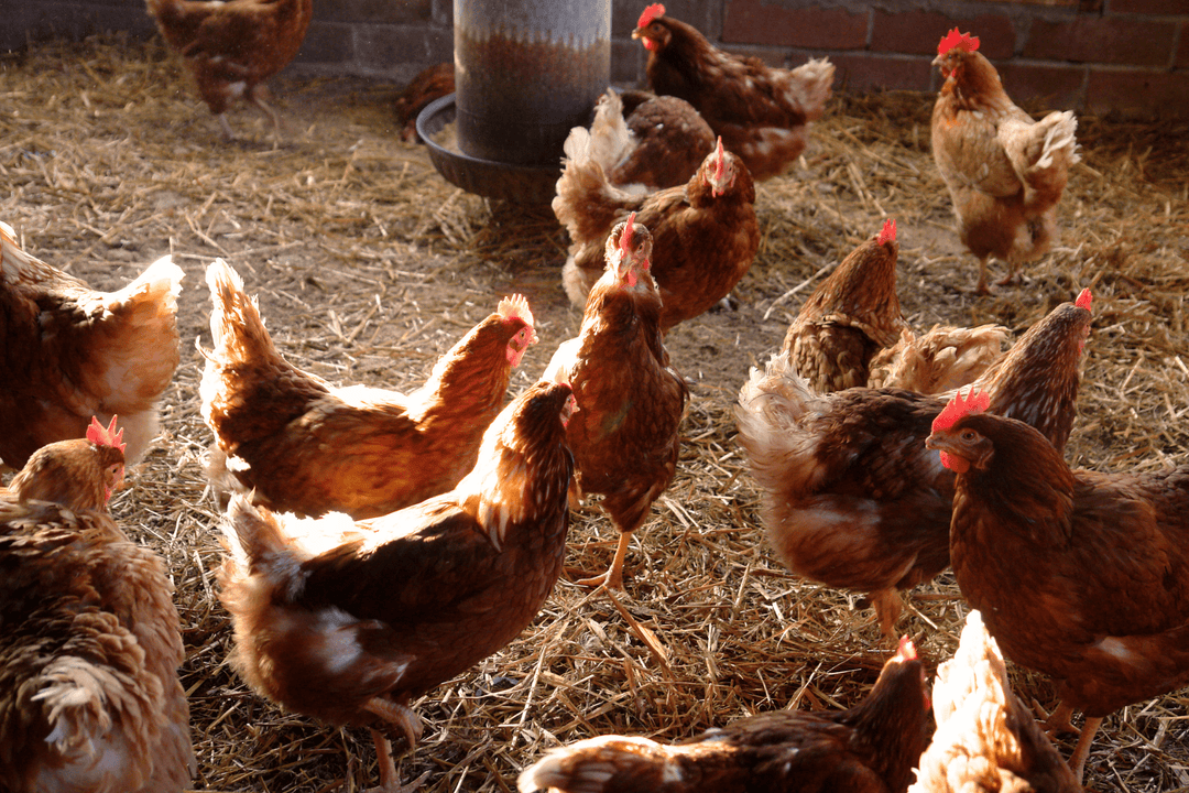 Trucs et astuces pour un élevage responsable - Ma Poule Express