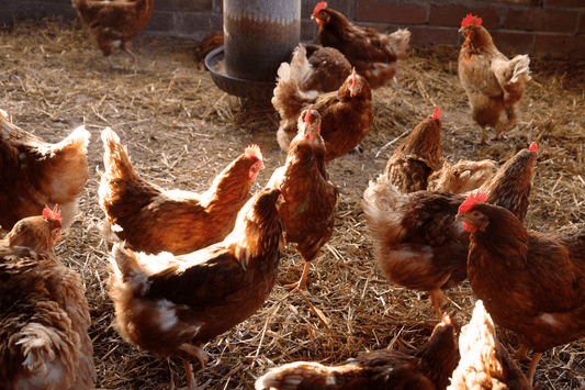 Trucs et astuces pour un élevage responsable - Ma Poule Express