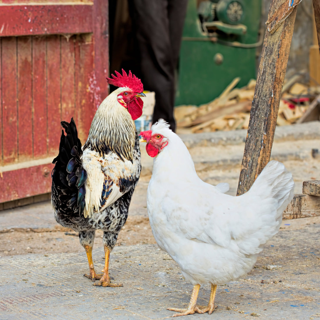 Vers de farine séchés pour poules - Ma Poule Express