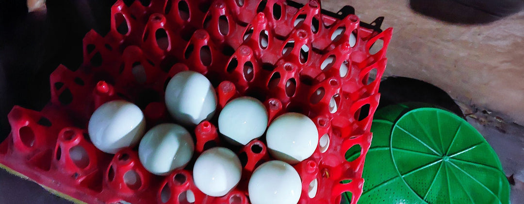 Accessoires pour œufs - Ma Poule Express