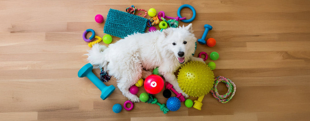 Chiens - Ma Poule Express