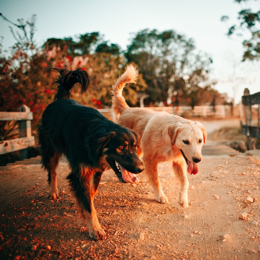 Chiens - Ma Poule Express