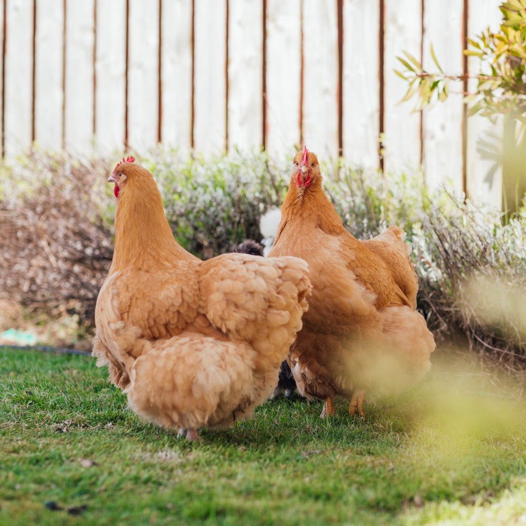 Chicken Coops &amp; Layers