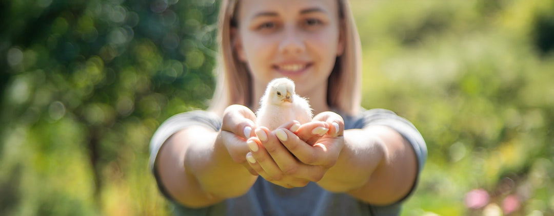 Poussins - Ma Poule Express