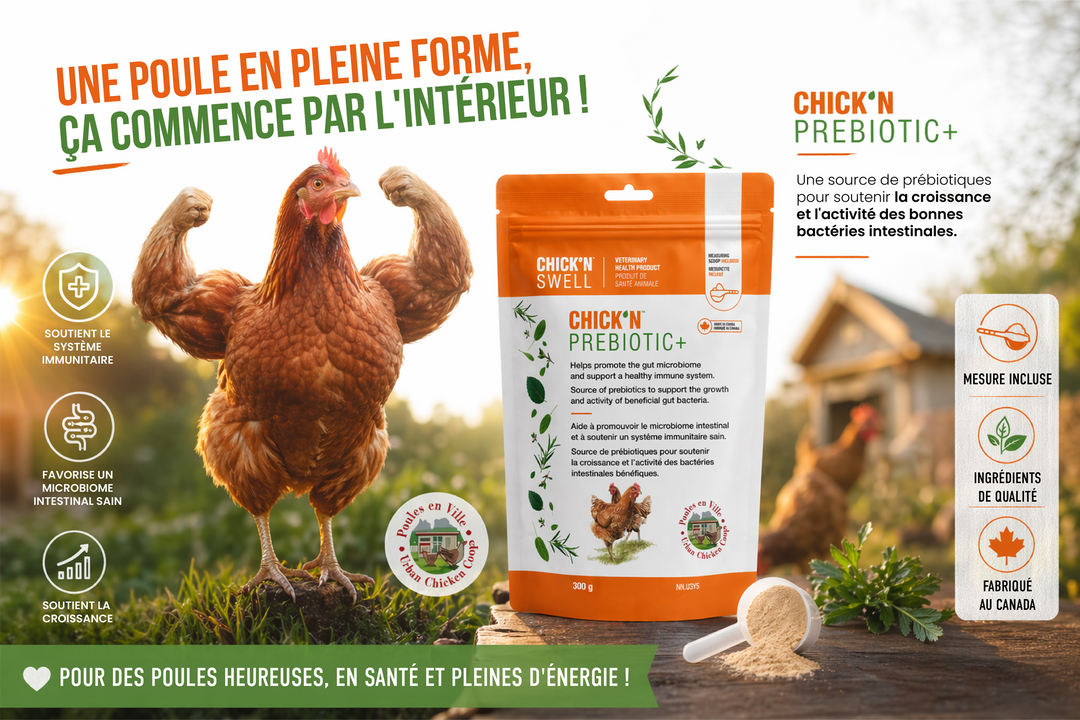 CHICK&