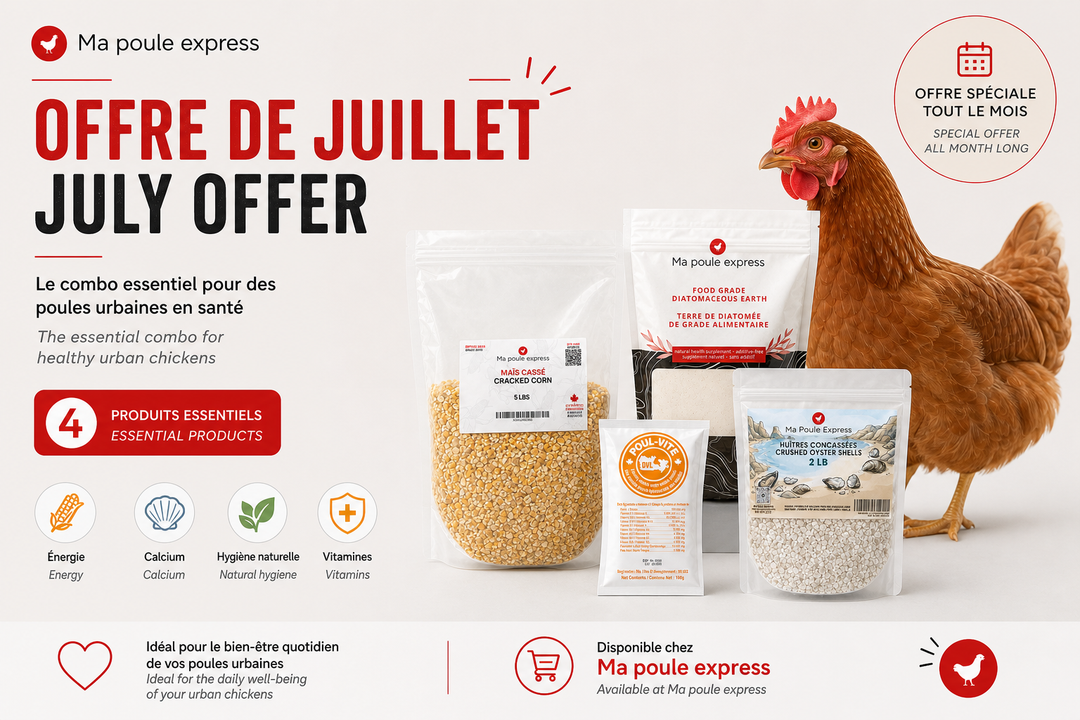 Combo Essentiel pour Poules Urbaines – Offre de Juillet | 4 Produits