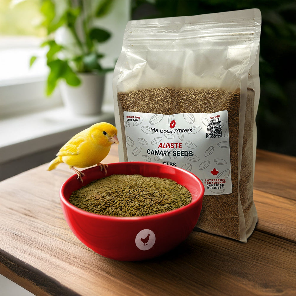 Alpiste Canary Seed – Nutrition Premium pour Oiseaux 1Kg, 5lbs - Ma Poule Express