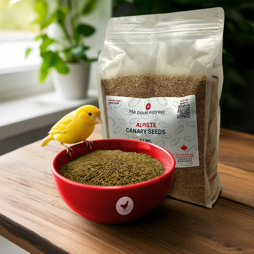 Alpiste Canary Seed – Nutrition Premium pour Oiseaux 1Kg, 5lbs - Ma Poule Express