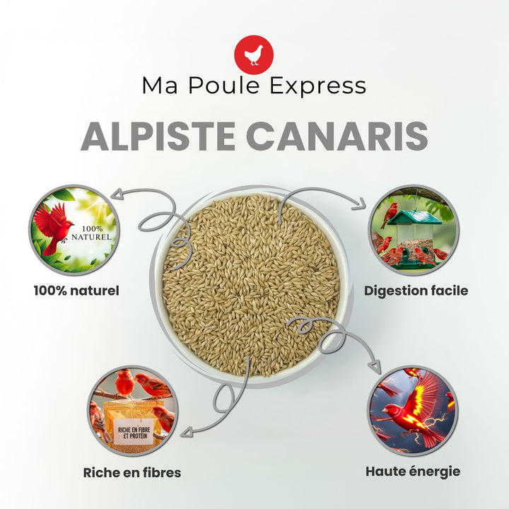 Alpiste Canary Seed – Nutrition Premium pour Oiseaux 1Kg, 5lbs - Ma Poule Express