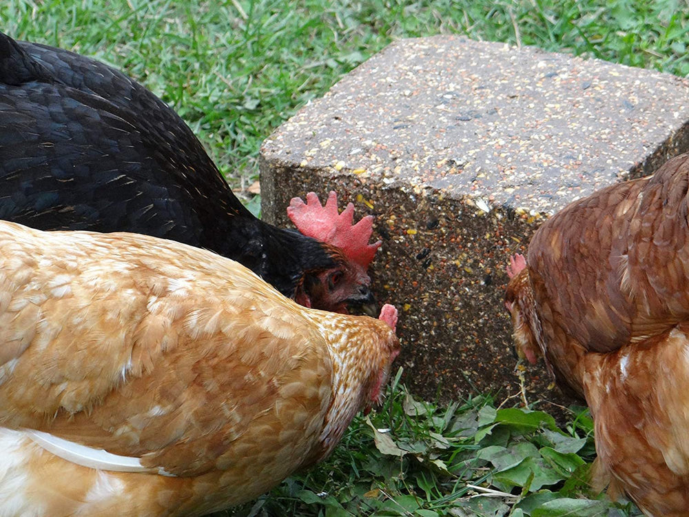 Bloc à picorer - Chikpek - 25 lb - Ma Poule Express
