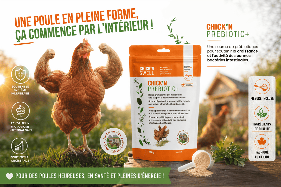 CHICK&
