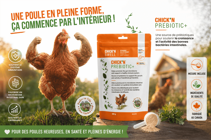 CHICK&