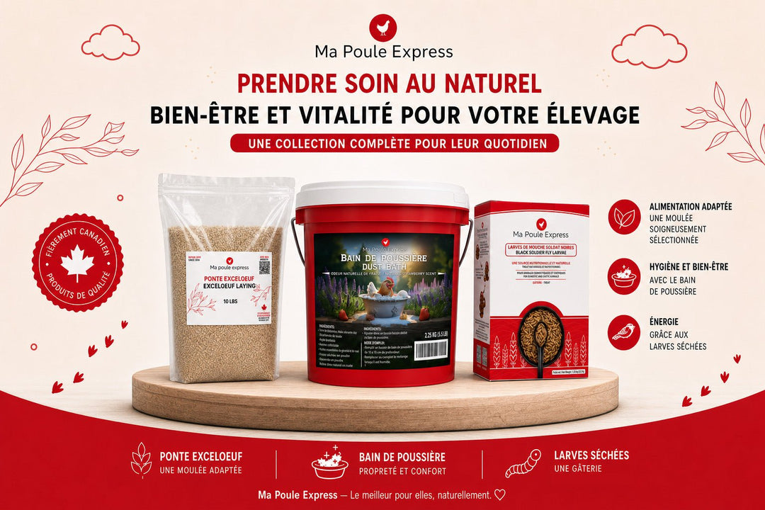 Combo Bien-être et Vitalité – Moulée, Bain de poussière et Larves séchées | Offre d’Août - Ma Poule Express