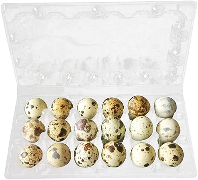 Contenant pour oeufs de cailles en plastique - paquet de 25 unités - Ma Poule Express