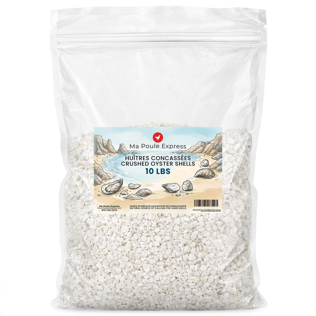 Écailles d'Huîtres Concassées - Complément de Calcium - Ma Poule Express