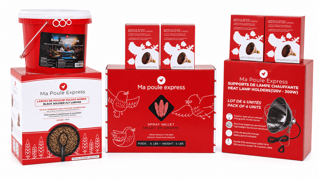 Ensemble complet pour poulailler – 4 supports de lampes chauffantes, 4 ampoules, larves BSF 5 lb, millet en grappe 5 lb et bain de poussière 5 lb - Ma Poule Express