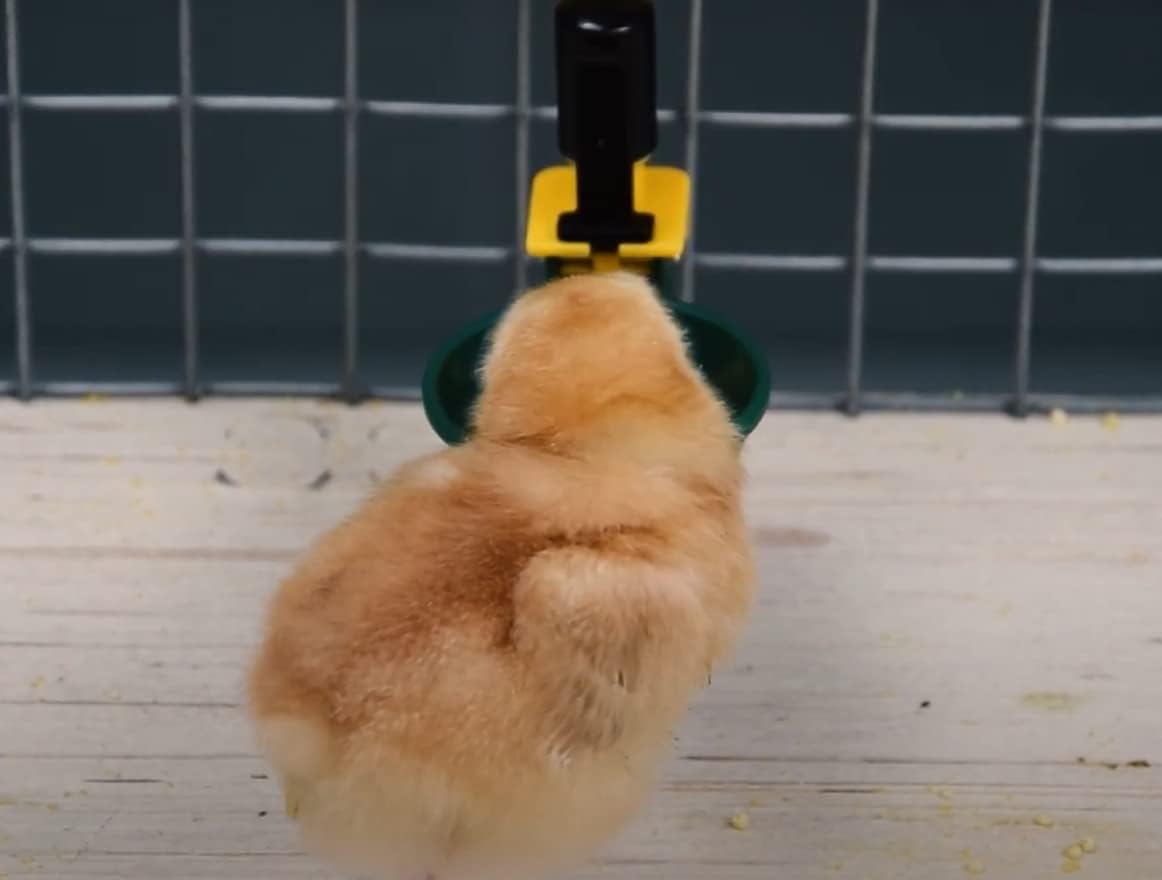 Ensemble de 2 abreuvoirs pour volailles - 1 L - Ma Poule Express