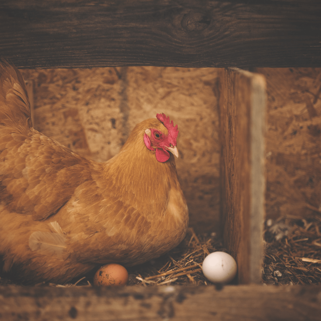 Foin Timothy Ma Poule Express™ - 12 LB - Ma Poule Express