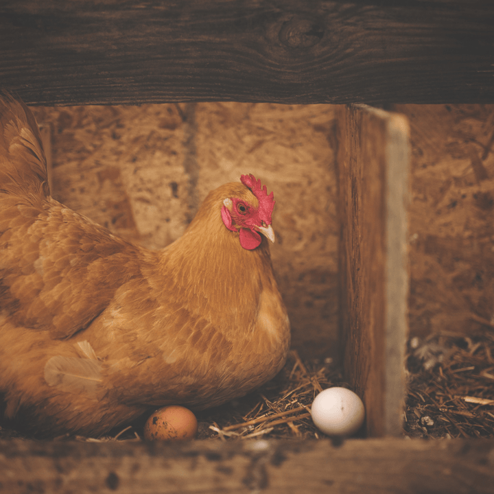 Foin Timothy Ma Poule Express™ - 12 LB - Ma Poule Express
