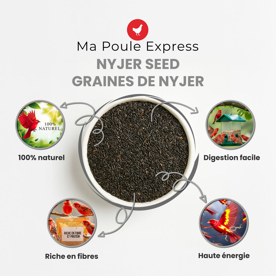 Graines de Nyjer Noires – Nourriture Premium pour Oiseaux Granivores (1 kg / 5 lbs) - Ma Poule Express