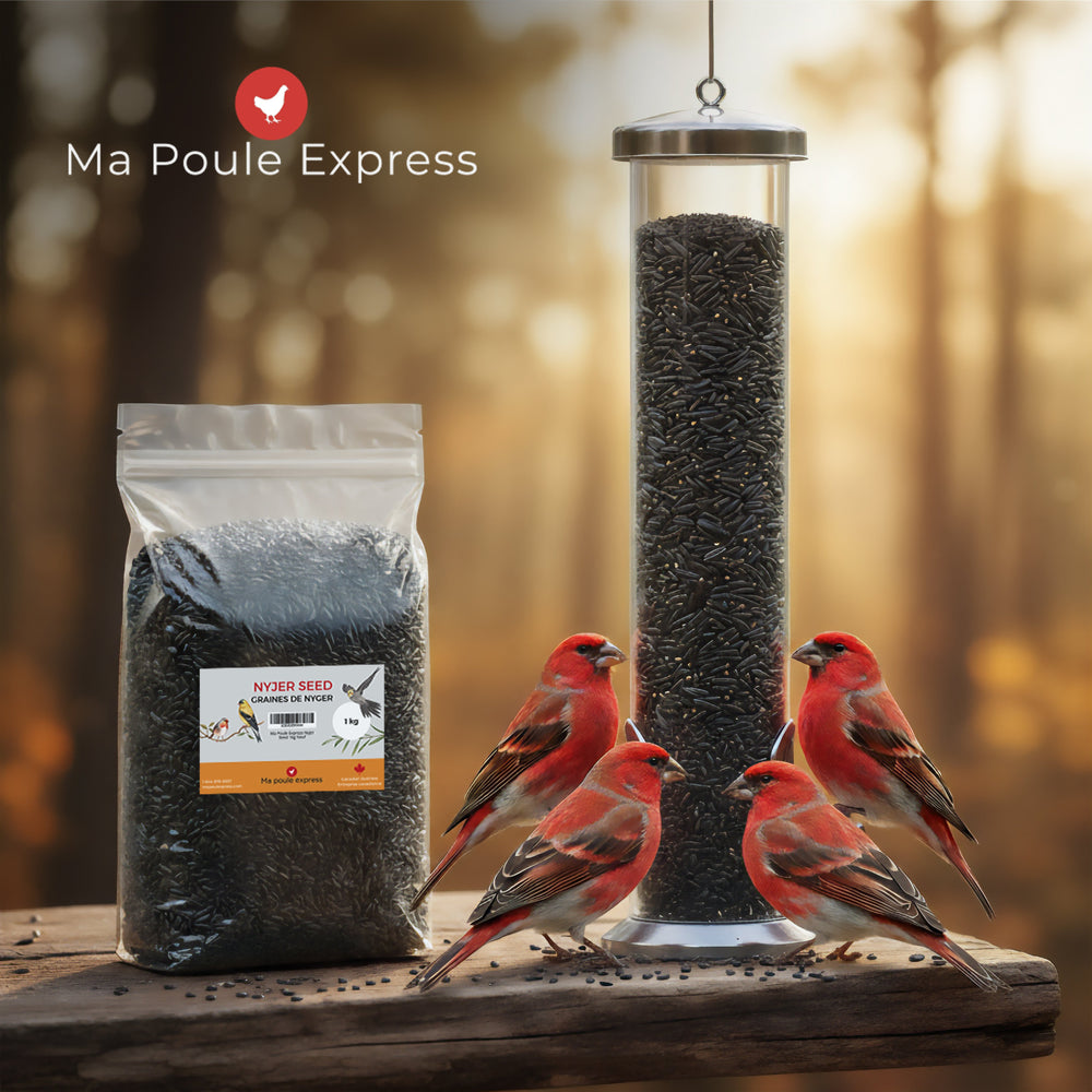 Graines de Nyjer Noires – Nourriture Premium pour Oiseaux Granivores (1 kg / 5 lbs) - Ma Poule Express