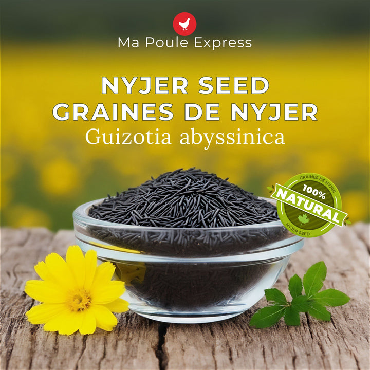 Graines de Nyjer Noires – Nourriture Premium pour Oiseaux Granivores (1 kg / 5 lbs) - Ma Poule Express