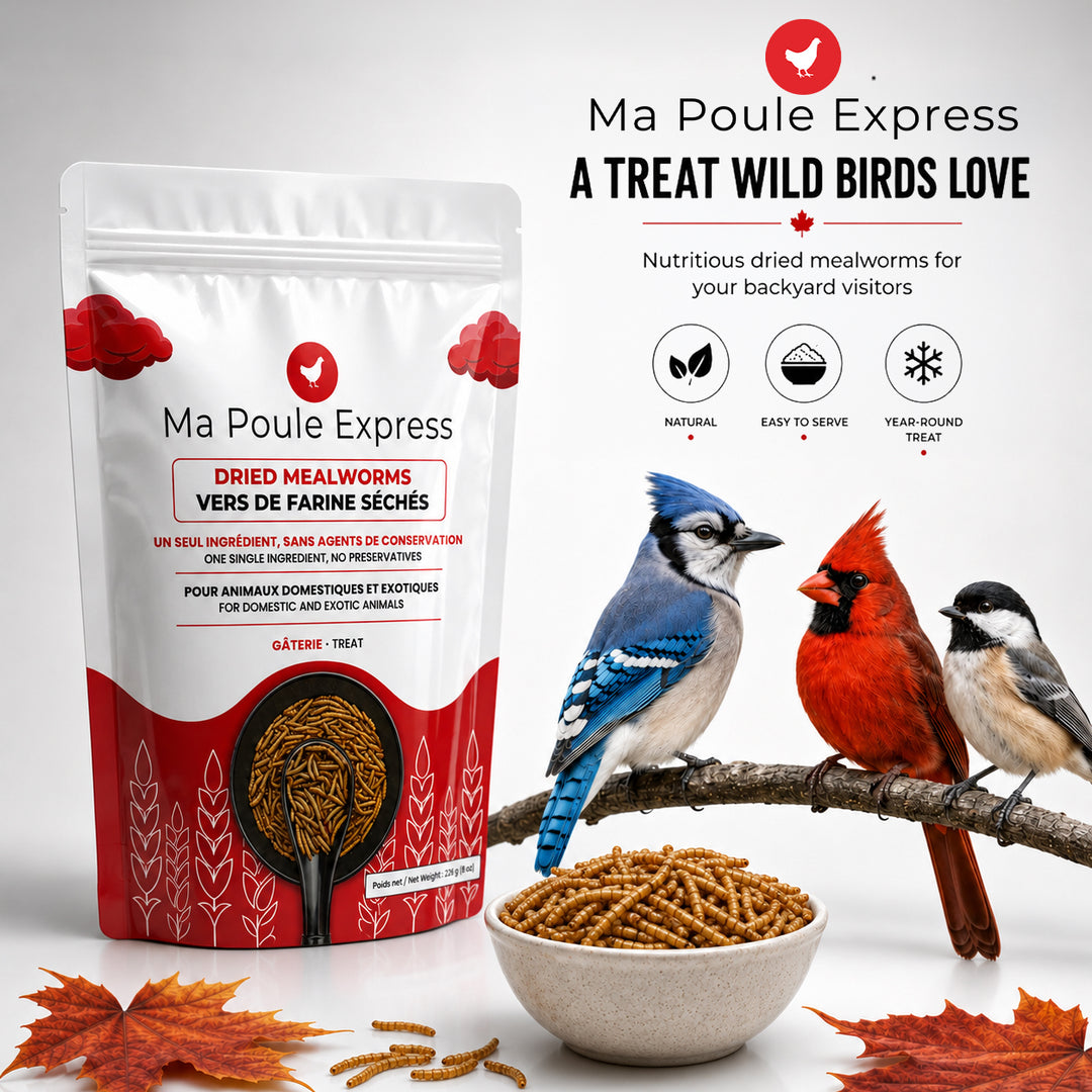 Vers de farine séchés 2 oz (56 g) – Format découverte | Ma Poule Express