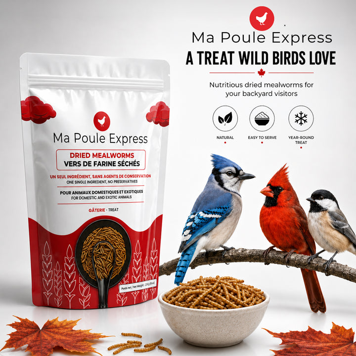 Vers de farine séchés 2 oz (56 g) – Format découverte | Ma Poule Express