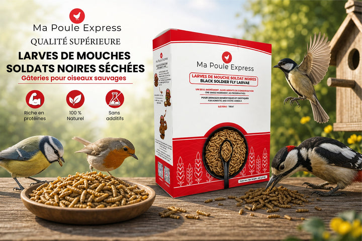 Larves de Mouche Soldat Noire Séchées - Ma Poule Express™ - Ma Poule Express