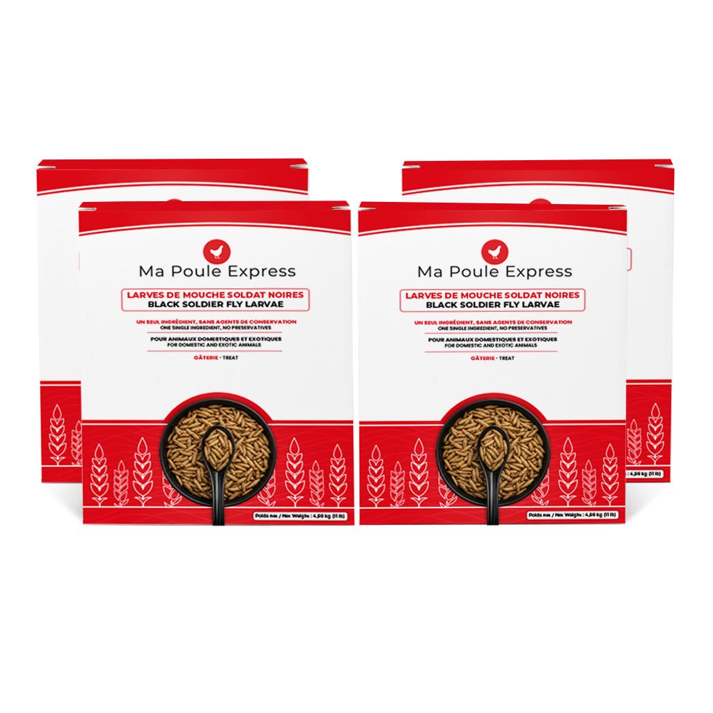 Larves de Mouche Soldat Noire Séchées - Ma Poule Express™ - Ma Poule Express