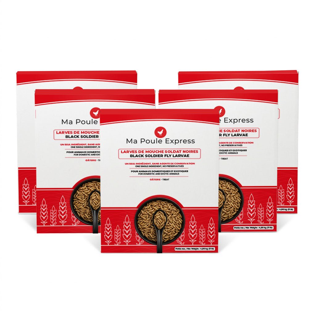 Larves de Mouche Soldat Noire Séchées - Ma Poule Express™ - Ma Poule Express