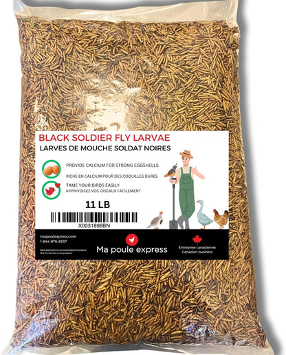 Larves de Mouche Soldat Noire Séchés - Ma Poule Express