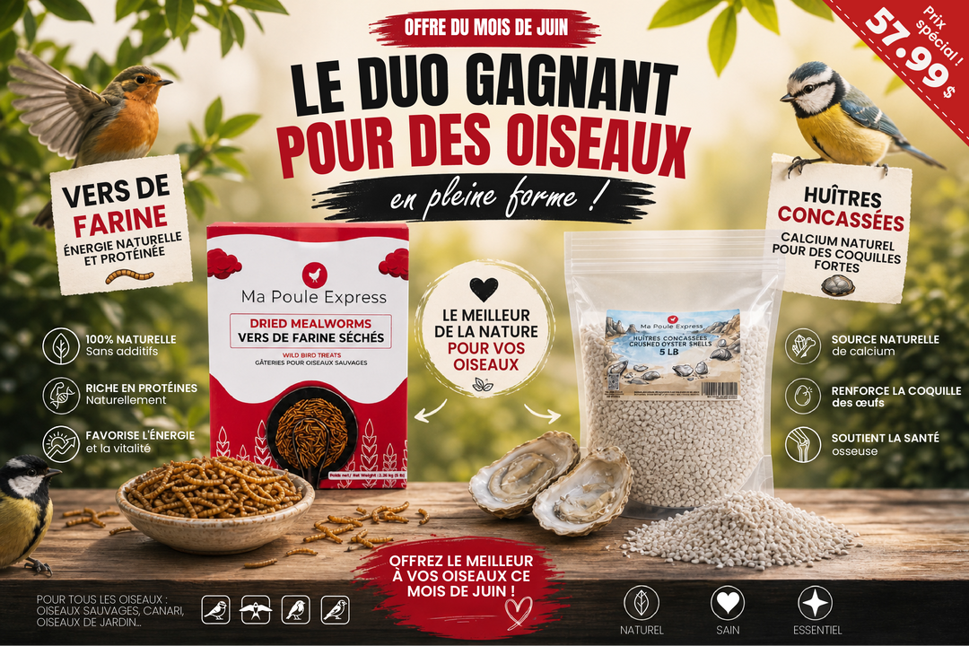 Le Duo Gagnant Pour Oiseaux : Vers de Farine Séchés (5 lbs) + Huîtres Concassées (5 lbs) – Offre Spéciale de Juin - Ma Poule Express