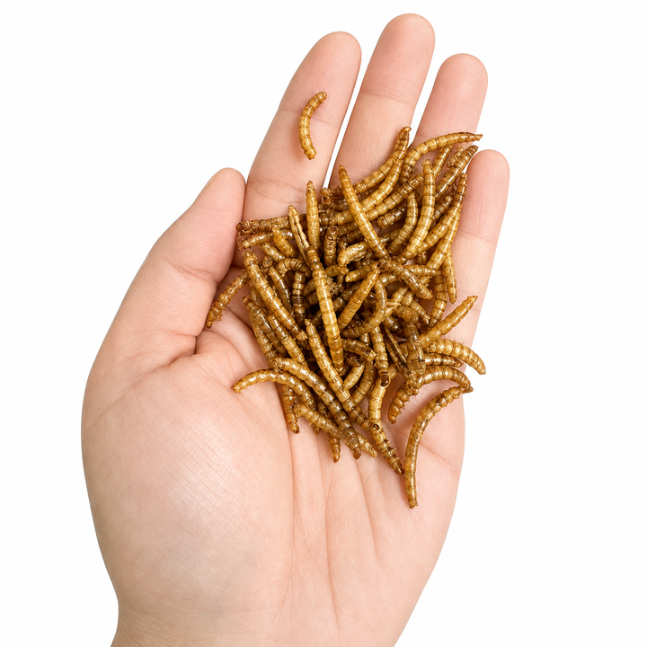 Vers de farine séchés 8 oz (227 g) – Petit format | Ma Poule Express