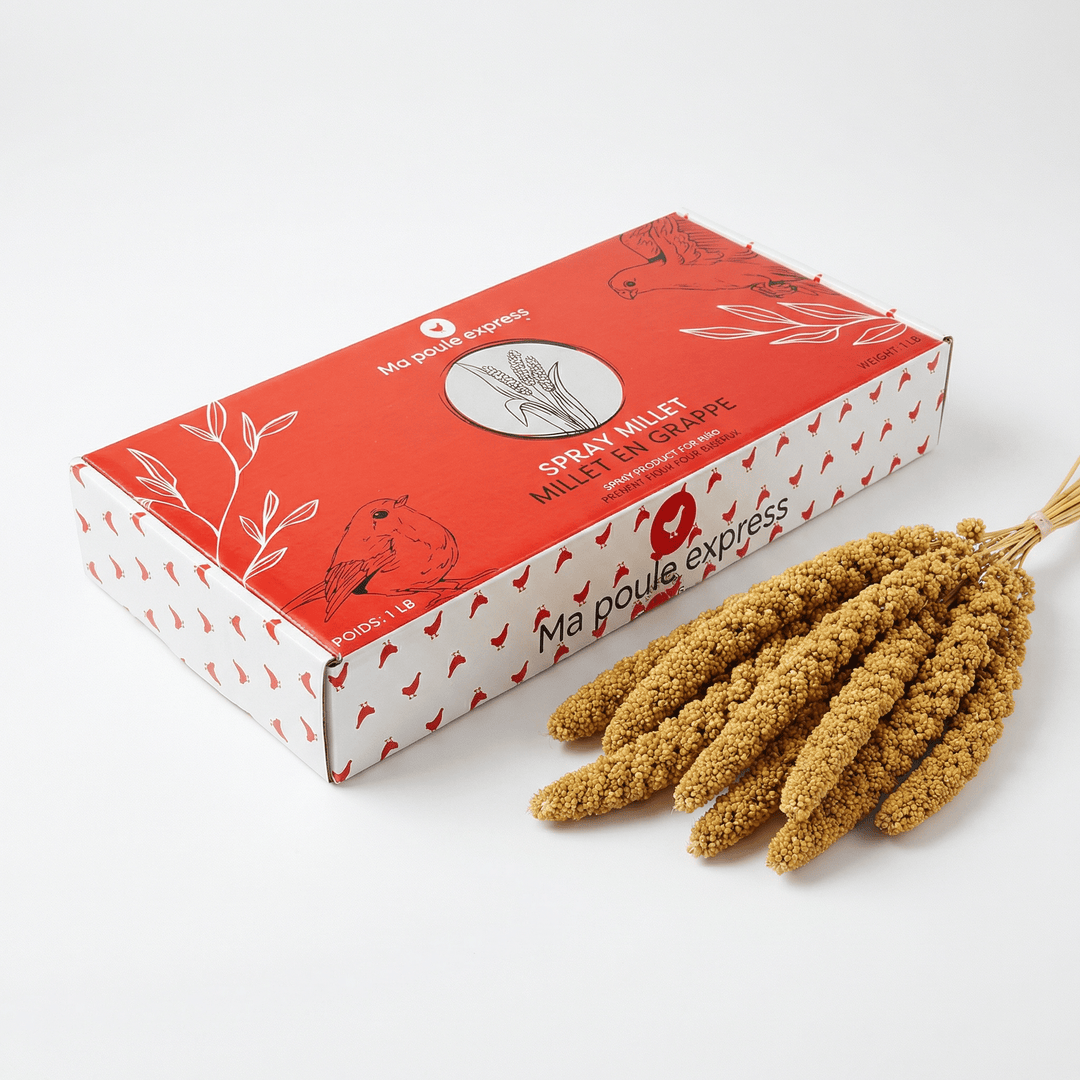 Millet Jaune en Grappes - Ma Poule Express - Ma Poule Express