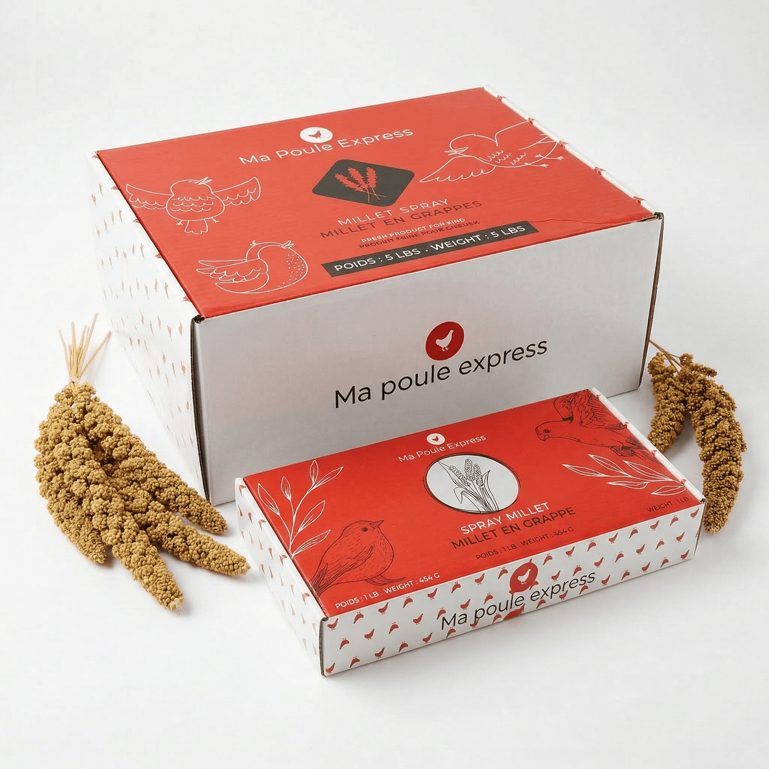 Millet Jaune en Grappes - Ma Poule Express - Ma Poule Express