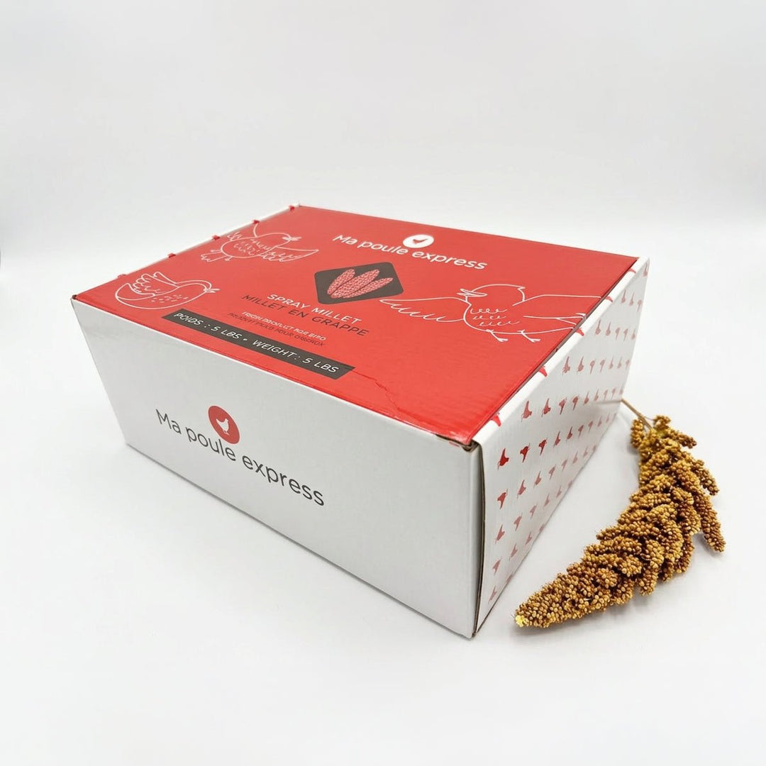 Millet Jaune en Grappes - Ma Poule Express - Ma Poule Express